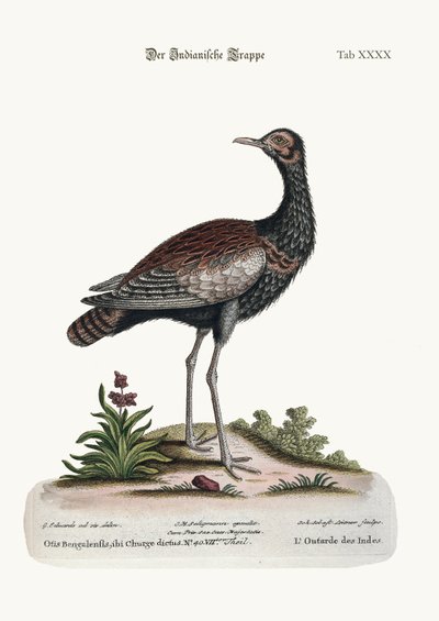 Den indiske bustard, 1749-73 af George Edwards